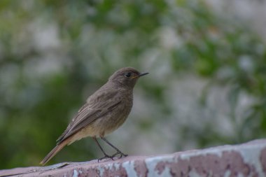 Bir kuşun yakın plan çekimi.