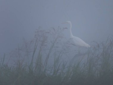 Martı gökyüzünde uçuyor.