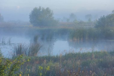 Ormanda nehri olan güzel bir manzara.