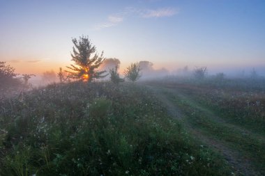 Çayırda sabah sisi.