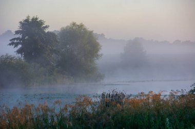 Yazın ağaçlar ve çimlerle kaplı sisli bir sabah manzarası