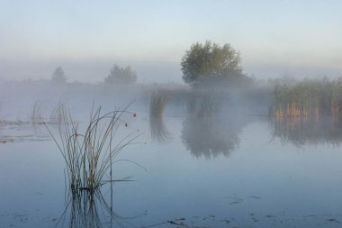 Göletli sisli bir sabah