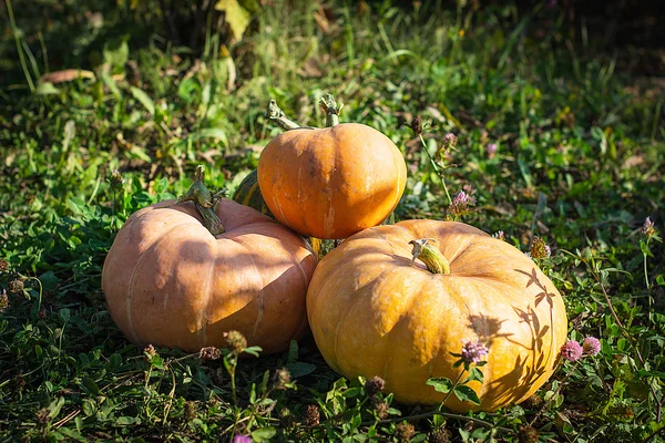 Calabaza amarilla para vacaciones halloween al aire libre —  Fotos de Stock