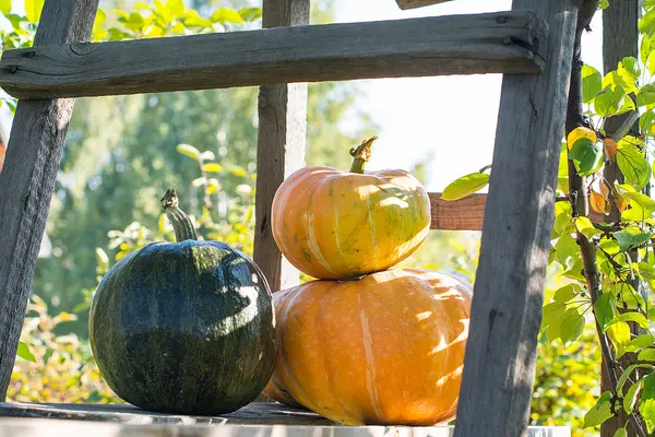 Calabaza amarilla para vacaciones halloween al aire libre —  Fotos de Stock