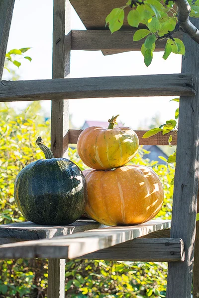 Calabaza amarilla para vacaciones halloween al aire libre —  Fotos de Stock