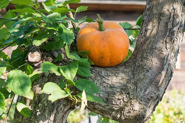 Calabaza amarilla para vacaciones halloween al aire libre —  Fotos de Stock