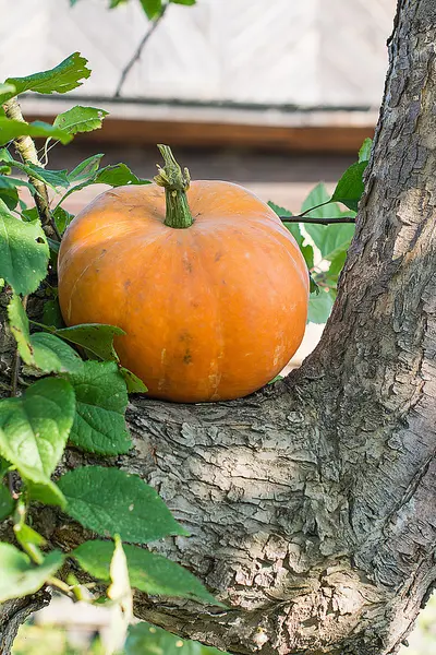 Calabaza amarilla para vacaciones halloween al aire libre —  Fotos de Stock