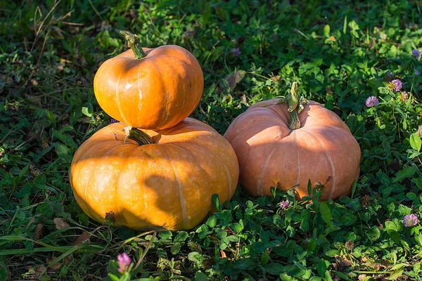 Yellow pumpkin for holiday halloween outdoor — Stock Photo, Image