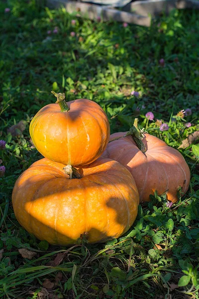 Calabaza amarilla para vacaciones halloween al aire libre —  Fotos de Stock