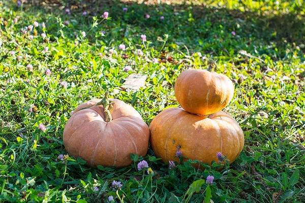 Calabaza amarilla para vacaciones halloween al aire libre —  Fotos de Stock