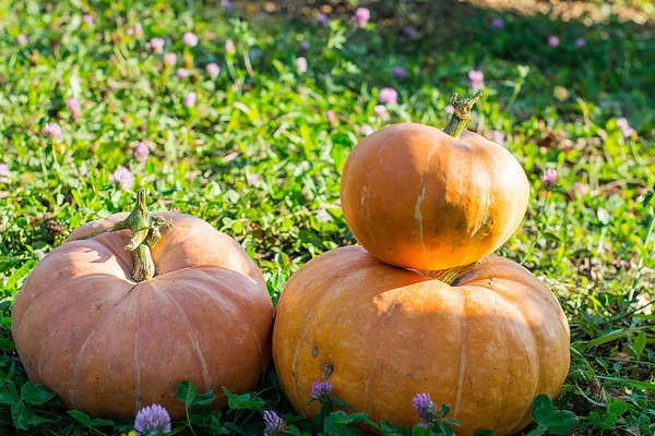 Citrouille jaune pour les vacances Halloween en plein air — Photo