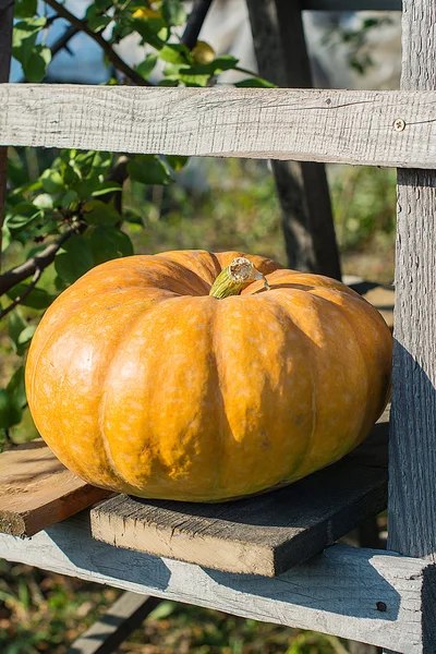 Calabaza amarilla para vacaciones halloween al aire libre —  Fotos de Stock