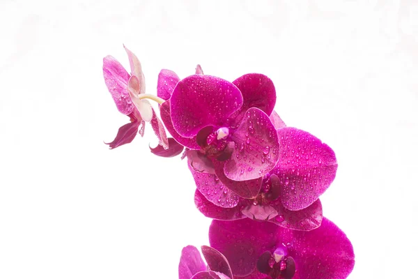 Orchidée avec gouttes d'eau — Photo