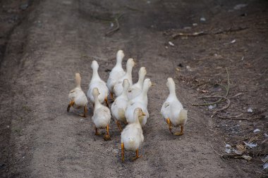 beyaz gri kaz Köyü