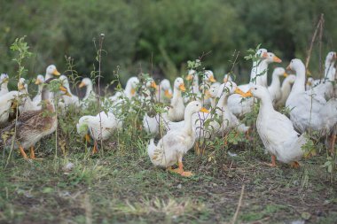 beyaz gri kaz Köyü