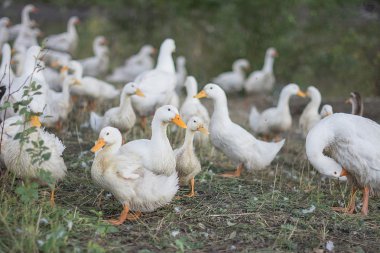 beyaz gri kaz Köyü