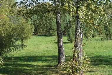 Bahar huş sarı yeşil