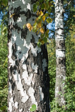 Bahar huş sarı yeşil