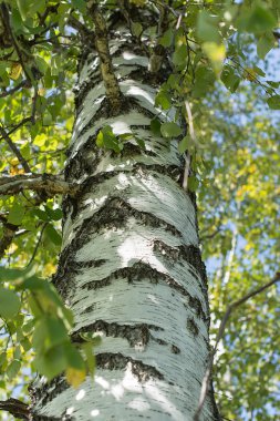 Bahar huş sarı yeşil