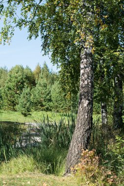 Bahar huş sarı yeşil