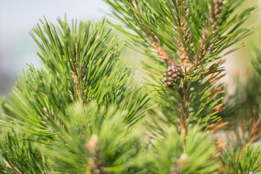 parkta yeşil Ladin dallarında