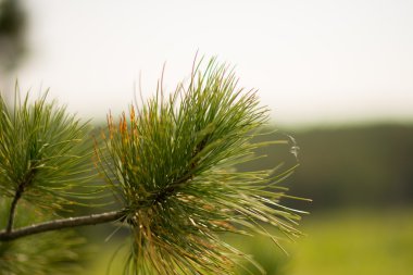 parkta yeşil Ladin dallarında