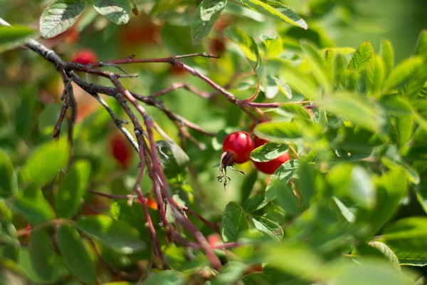 arka plan kırmızı çilek ve yeşil yaprakları