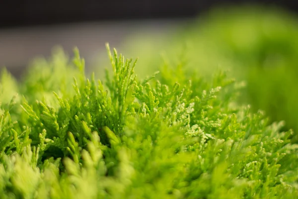 Grüner Strauch auf hölzernem Hintergrund — Stockfoto