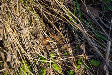 bir deliğe kertenkele