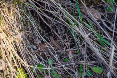 bir deliğe kertenkele