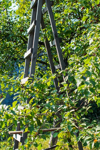Деревянная лестница возле дерева — стоковое фото