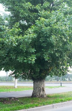 Promenade sabah sisin içinde ağaç