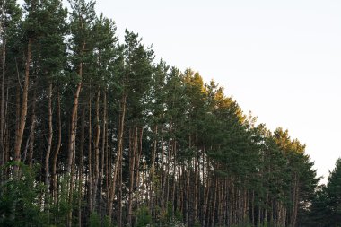 çam ormanıyla içinde