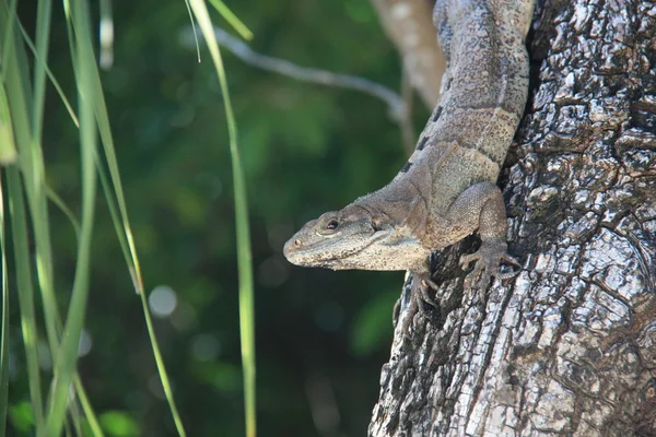 Iguane gris rayé — Photo