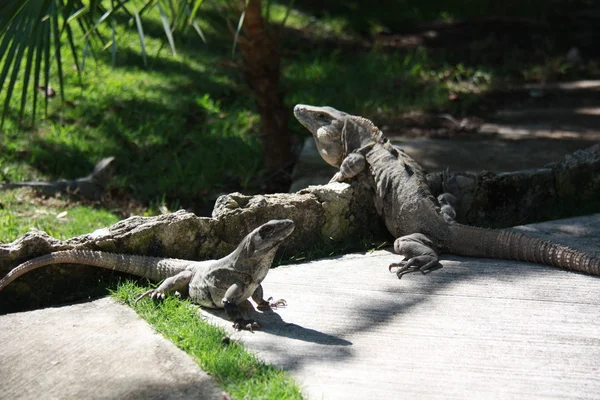 Erkek ve dişi Iguanas