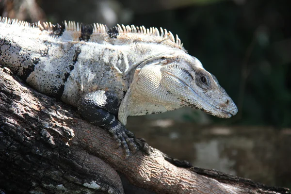 Pasiasty iguana szary — Zdjęcie stockowe