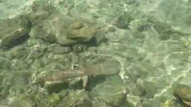 Hint Okyanusu kıyısında siyah yüzgeçli gri bir resif köpekbalığı yüzüyor.