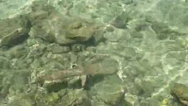 在印度洋海岸附近，一只灰色的礁鲨带着黑色的鳍在游动 — 图库视频影像