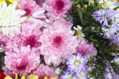 Renkli çiçek arkaplanı. Arkaplan olarak renkli çiçekler. Pembe kasımpatı çiçeklerini kapatın.