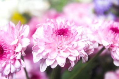 Pembe kasımpatı çiçeklerini kapatın. Çiçek arkaplanı.