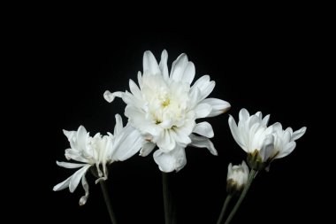 Siyah arkaplanda beyaz kasımpatı