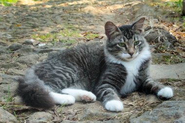 Gri tekir kedi dışarıda dinleniyor