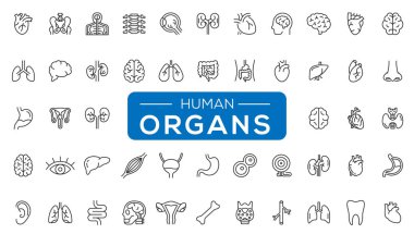 İnsan Vücut Anatomisi Çizgisi Simgeleri Ayarlandı. Tıbbi çizgi vektörleri için İnce Çizgi Vektörü, İskelet ve Vücut Parçaları