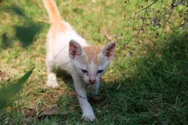 Küçük kırmızı kedi çimenlerde yürüyor..