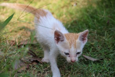 Küçük kedi çimlerin üzerinde yürüyor