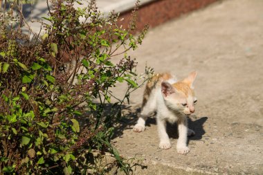 Sokaktaki sevimli küçük kedi