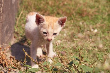 Çimlerdeki kedi