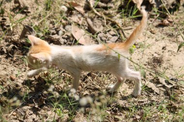 Kırmızı - çimenlikteki beyaz kedi