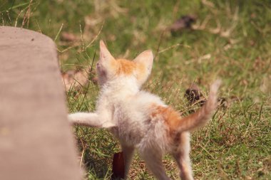 Şirin bir kedinin yakın plan fotoğrafı.