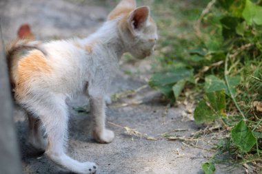 Küçük şirin kedi yürüyor.